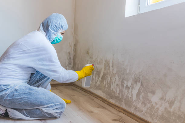 Licensed Basement Mold Remediation service in Lowry Crossing, TX - 24 Hour Mold Removal