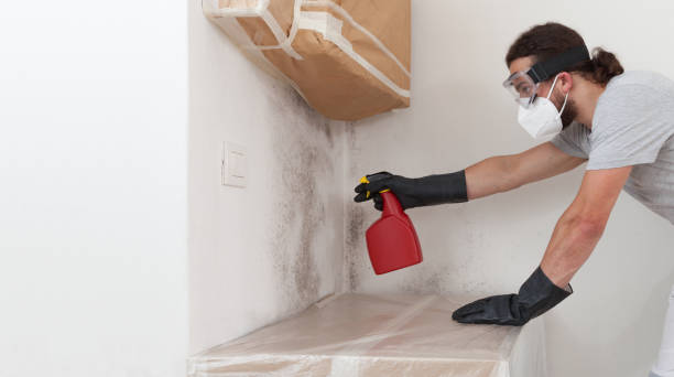 Professional Basement Mold Remediation technician working in Lowry Crossing, TX