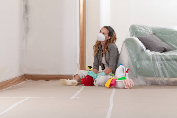 Reliable Basement Mold Remediation contractor in Lowry Crossing, TX by 24 Hour Mold Removal