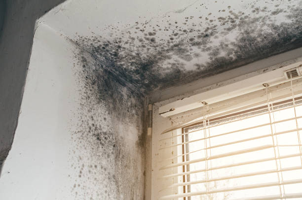 Affordable Basement Mold Remediation solutions in Lowry Crossing, TX
